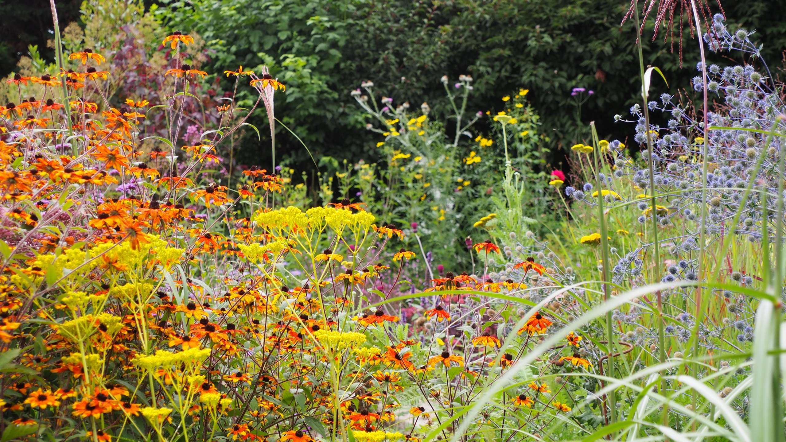 Contemporary gardens with Eryngium 'Big Blue', Rudbeckia 'Prairie Glow' and other mixed perennials within a large garden design