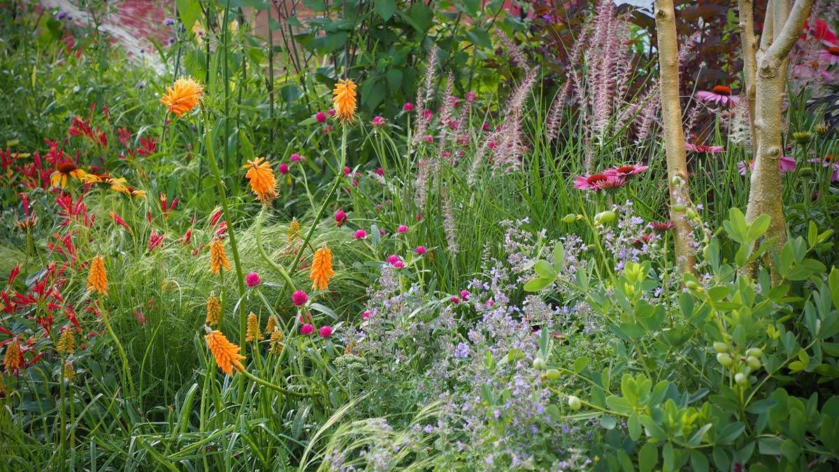 Kniphofia-in-hot-planting