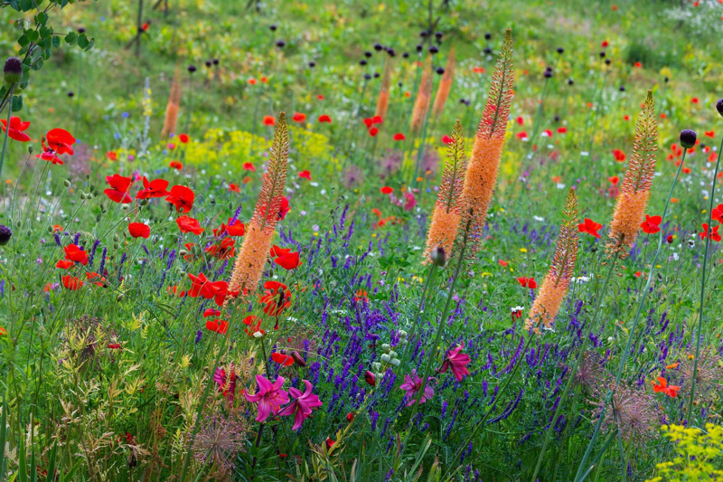 Eremurus and poppies in wildflower meadow