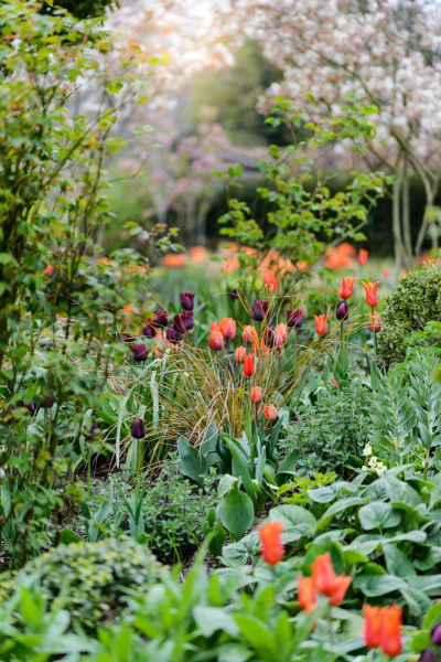 Perennial and annual borders