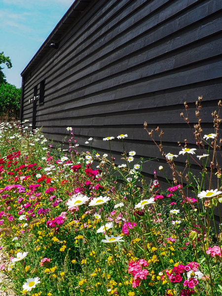 Wildflowers contrasting on the black panels