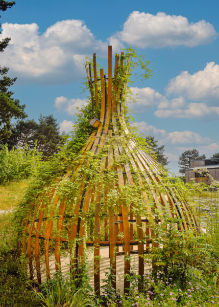 Climbing perennial on Tom Hare's sculpture