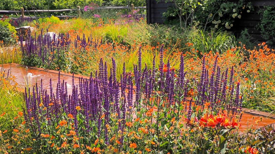 A richly planted garden full of upright purple salvias, orange geums and bright green grasses. A corten water feature sits across the image with bubbling fountains. Designed by Ann-Marie Powell Gardens, the bright garden stands out against the black house in the background