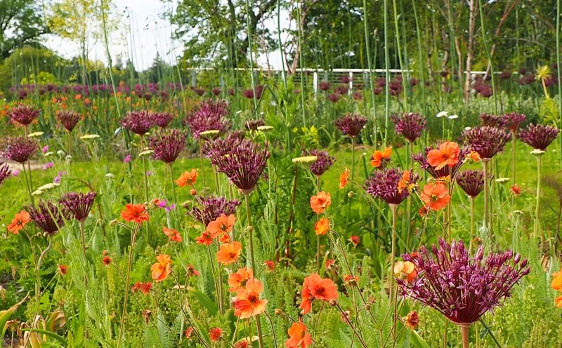 Wildlife Pond and alliums meadow