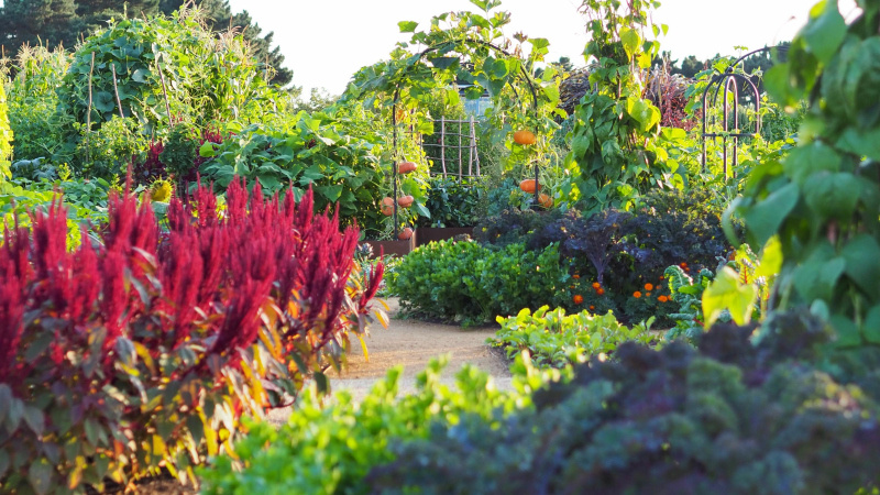 Pumpkin Archway with Dense Edible Foliage