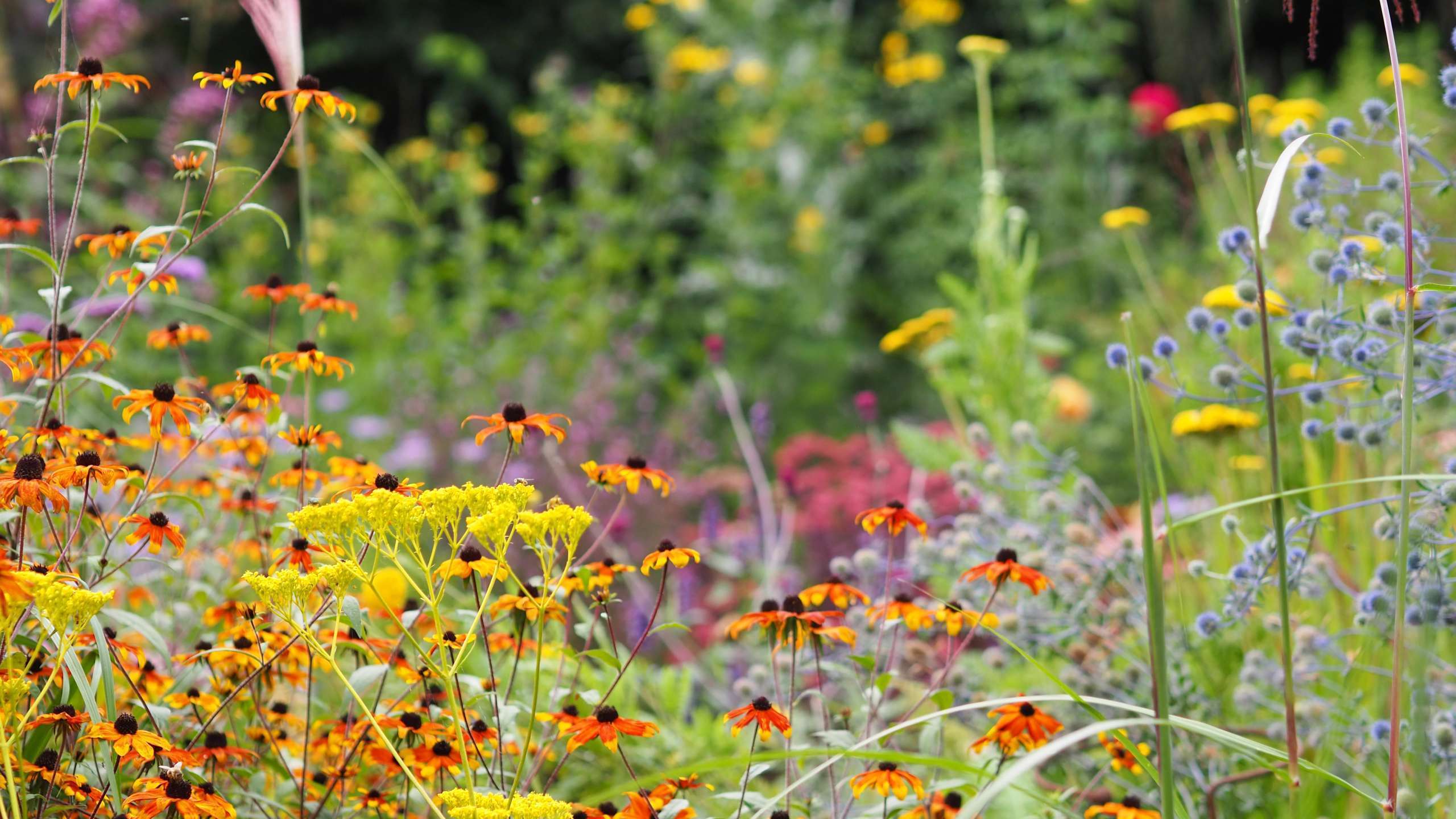 Echinacea and Achillea providing a colourful display in a planting scheme designed by Hampshire based Ann-Marie Powell Gardens
