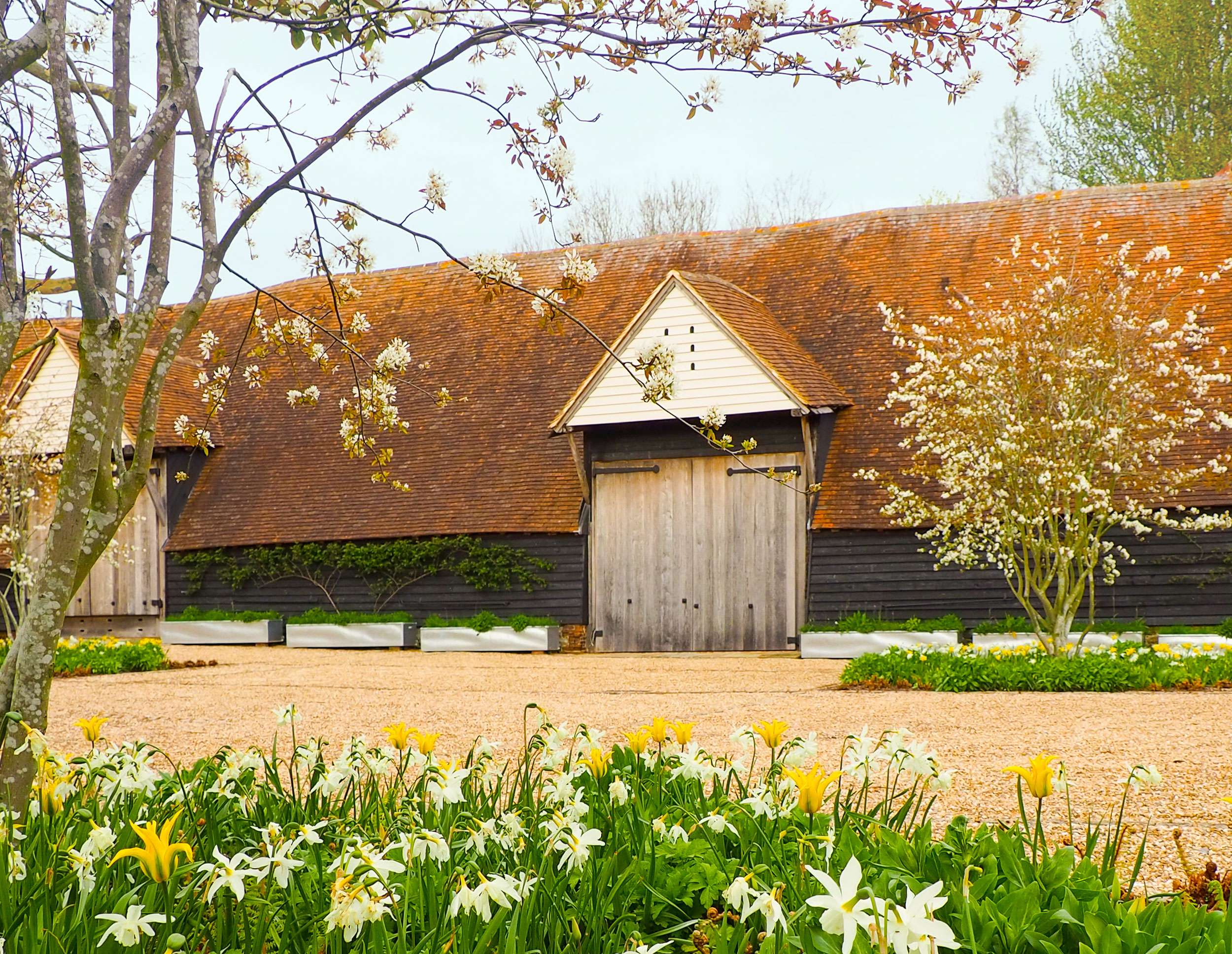 Amelanchier × lamarckii trees frame the planting beds of bright yellow tulips and white Narcissus. A wooden barn with a red tiled roof is in the background of this contemporary countryside garden by award-winning garden design studio Ann-Marie Powell Gardens.
