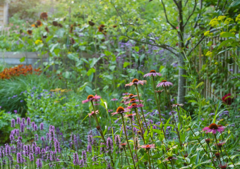 Ann-Marie Powell\'s colourful garden - Sheet , Petersfield, Hampshire, UK , July 2020