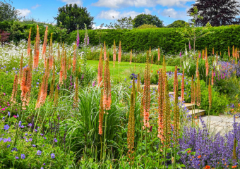 Colourful flower borders in small garden, Hampshire, designed by Ann-Marie Powell, 2024