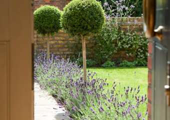 French style garden pathway, purple flowers, clean cut lawn designed by Ann- Marie Powell, July ,UK 2009